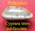 Cypraea teres subfasciata philippines